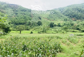 Chỉ cần \\\&quot;vài trăm triệu\\\&quot; anh chị nhà đầu tư có ngay 1000m2 tại Đà Bắc Hoà Bình