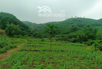 Lương Sơn Hòa Bình ô đất có diện tích 1,4ha trong đó có 400m2 thổ cư 1000m2 cây lâu năm, 5000m2 đất lúa còn lại là đất rừng sản xuất