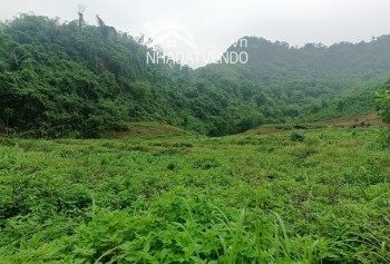 Lương Sơn Hòa Bình ô đất có diện tích 1,4ha trong đó có 400m2 thổ cư 1000m2 cây lâu năm, 5000m2 đất lúa còn lại là đất rừng sản xuất