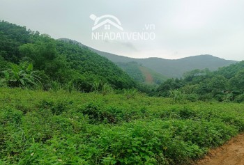 Lương Sơn Hòa Bình ô đất có diện tích 1,4ha trong đó có 400m2 thổ cư 1000m2 cây lâu năm, 5000m2 đất lúa còn lại là đất rừng sản xuất