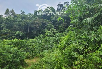 Cần bán lô đất có diện tích 1,6ha full đất rừng sản xuất thuộc huyện Kim Bôi - Hoà Bình